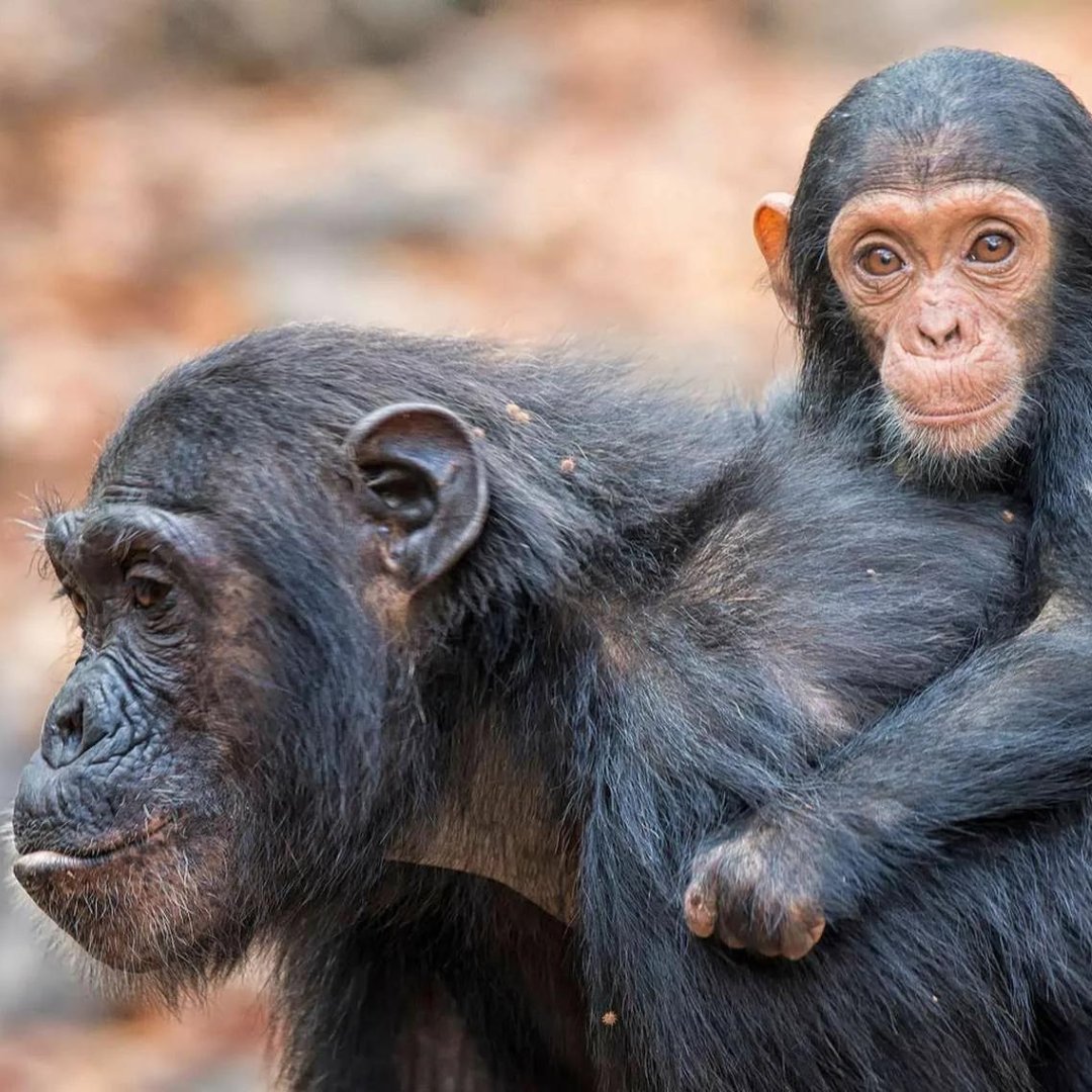 Mahale Mountains is home to some of Africa’s last remaining wild chimpanzees: a population of roughly 800, habituated to human visitors.
 
visit@ lnkd.in/eqzXwUBR
 
Phone: +255 75 5419246

#tanzania #mahale #mahalenationalpark