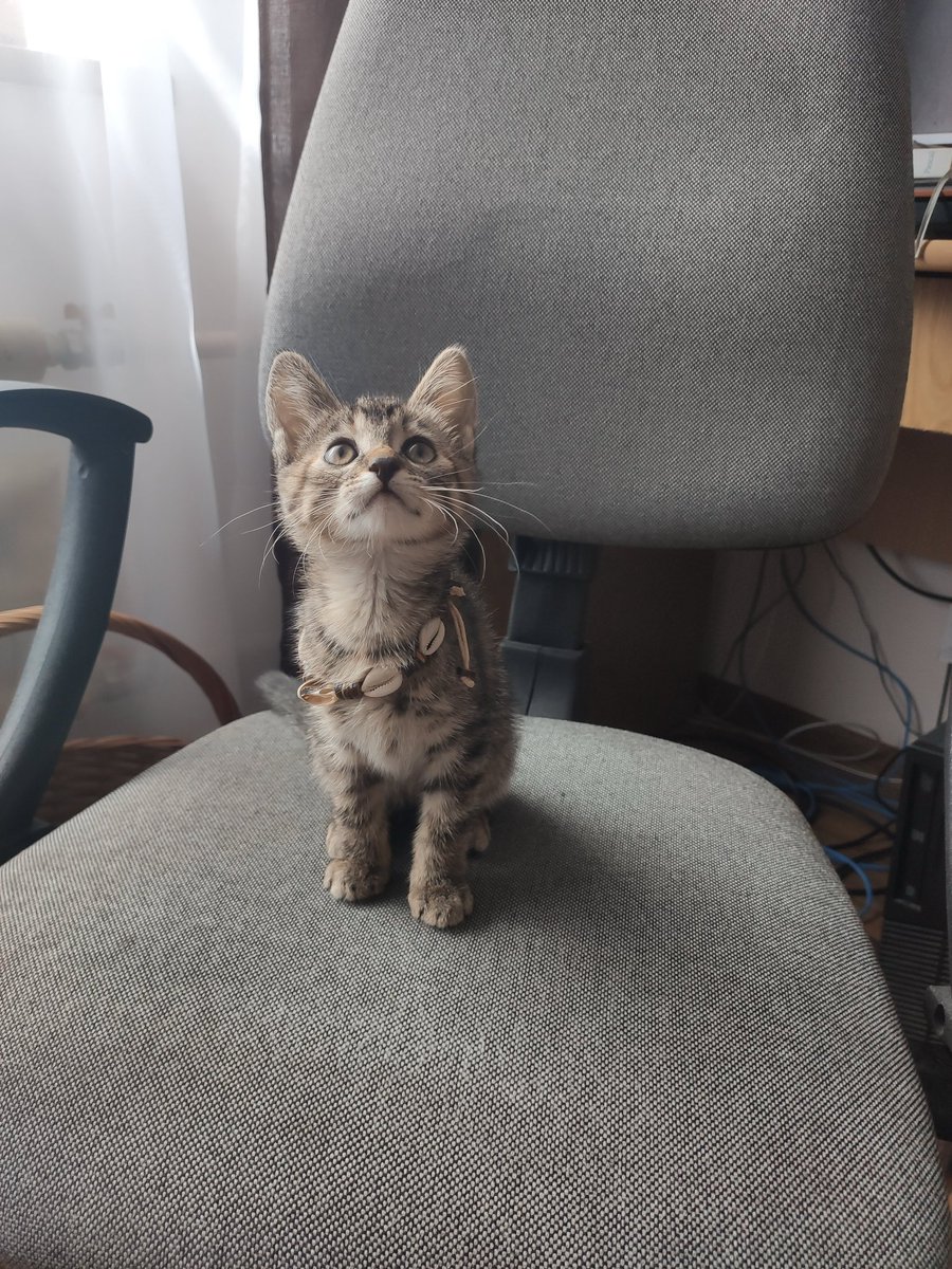 Meow tweet media