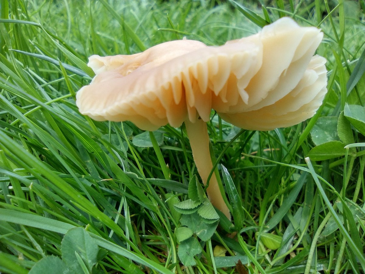 Dr_Emma_T's tweet photo. This Saturday, 7th October, is #UKFungusDay! Check out what's happening near you and join in 🍄 https://t.co/RiOeWau4Z6 https://t.co/mI2asBItvC