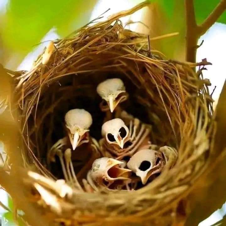 DEAD BIRDS INSIDE A NEST ☠️ They’re waiting for their mother to bring food for them Perhaps, their mother was killed. They waited for her return to no avail 😭. Do you know anytime you fight someone, you are also fighting their dependents? Do you know if you kill someone,