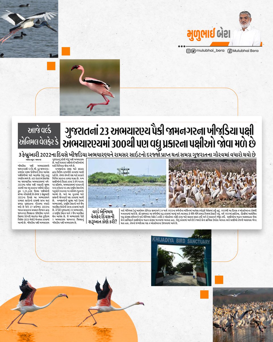 વિભિન્ન પ્રજાતિના 300થી વધુ પક્ષીઓનું આશ્રિત સ્થાન છે, ખીજડિયા અભ્યારણ્ય..!

રામસર સાઈટનો દરજ્જો પ્રાપ્ત કરેલ ગુજરાતનું સૌથી મોટું પક્ષી અભ્યારણ ખીજડિયા 300થી વધુ પ્રજાતિઓના 1,26,000 જેટલા પક્ષીઓનું આશ્રિત સ્થાન છે.