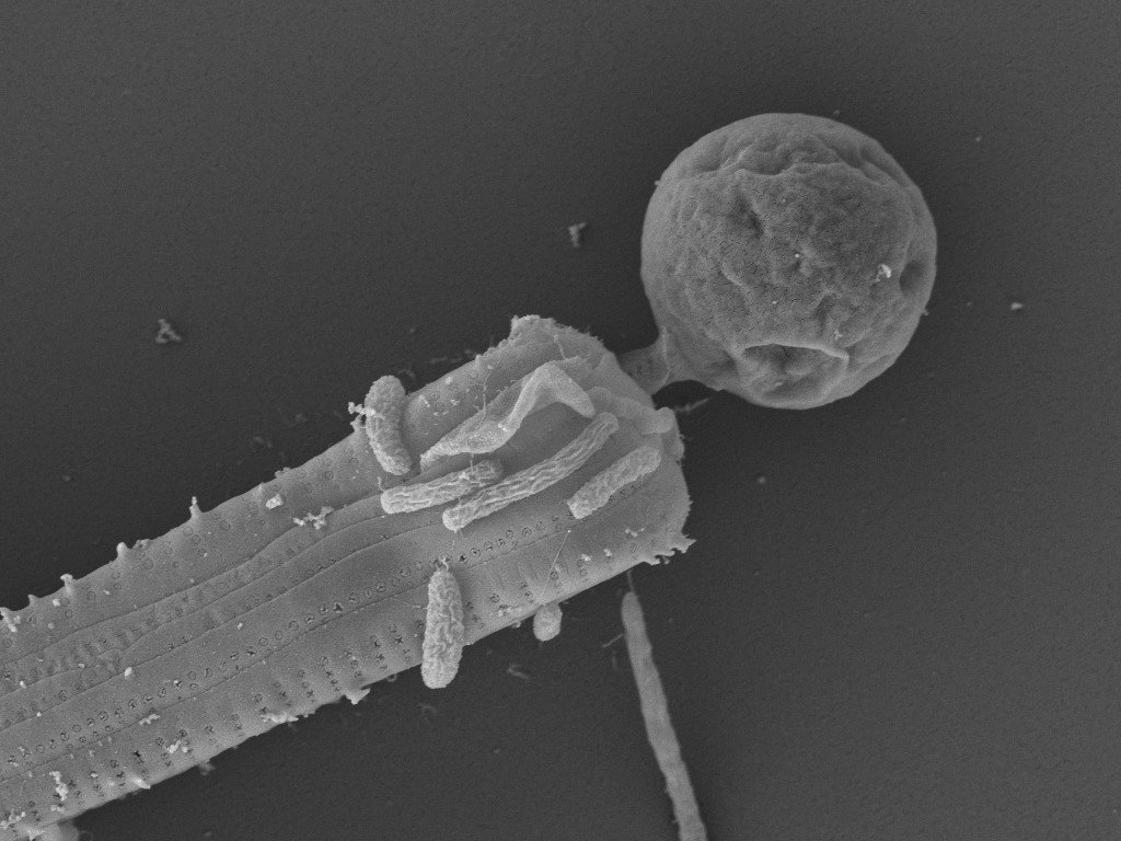 Join our team as a #postdoc in #plankton research! Discover the world of #marinefungi, microbe-microbe interactions and #biogeochemistry. Spread the word or apply now. bit.ly/3PzBB3a