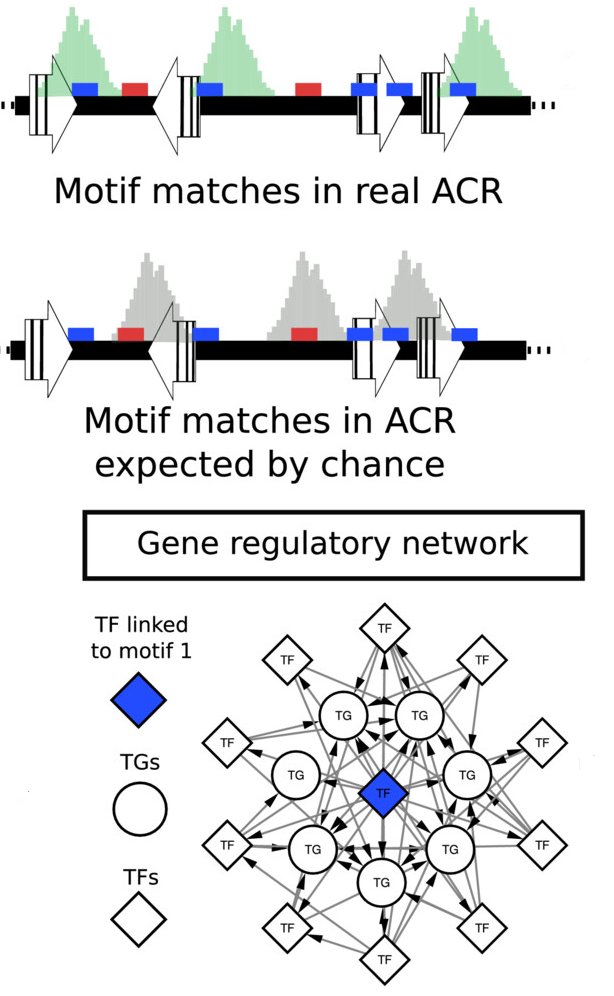 Welcome to a new MINI sibling! MINI-AC: inference of plant gene regulatory networks using bulk or single-cell accessible chromatin profiles onlinelibrary.wiley.com/doi/10.1111/tp… #ourlatest
