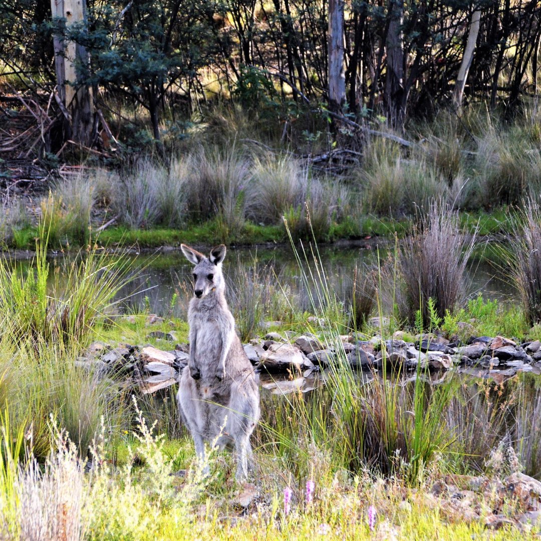 IndigMusicENT's tweet image. 🌏🎶 Feel the rhythmic pulse of &quot;Sonic Didge, Vol. 32.&quot; Let the music immerse you in a powerful connection with the land and its cultural heritage. 🔗🎧 #SonicDidge #RhythmicPulse #PowerfulConnection #CulturalHeritage #ListenOnSpotify

spoti.fi/440eOTu