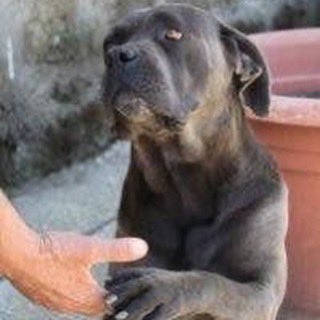 RosannaMarani's tweet photo. Voglio diventare quella meravigliosa creatura che il mio cane crede io sia.
Dal mio libro #tidolamiaparola
#aforismi #voglio #diventare #meravigliosa #creatura #mio #cane #crede #io #sia #giochidiparoledirosannamarani #giornatamondialedeglianimali https://t.co/SEyK8j2nLu