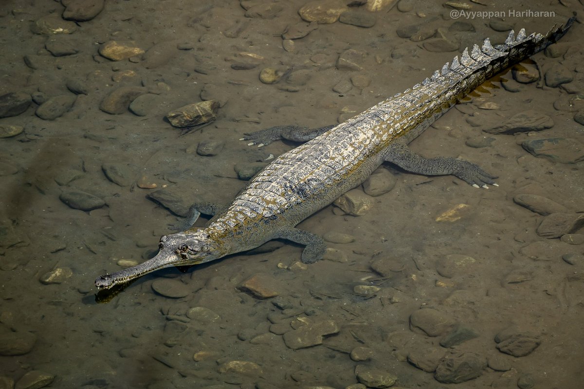 #IndiWild
Ghariyal: IUCN has listed it as “Critically Endangered” a notch below extinct from wild. Their nos r dwindling due to sand-mining & habitat loss. They have been recorded 4000 years back but 2006 had sadly only 250 remaining. #IndiAves #BBCWildlifePOTD #NatgeoIndia