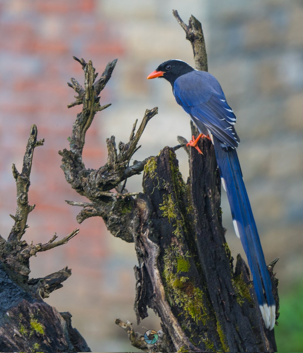 Red Billed Blue magpie is found in lowland and foothill Pic taken at Shyamala Taal. 
#IndiAves 
#IndiWild 
#birdwatching 
#ThePhotoHour 
#BirdsSeenIn2023 
#NaturePhotography 
#wildlifephotography