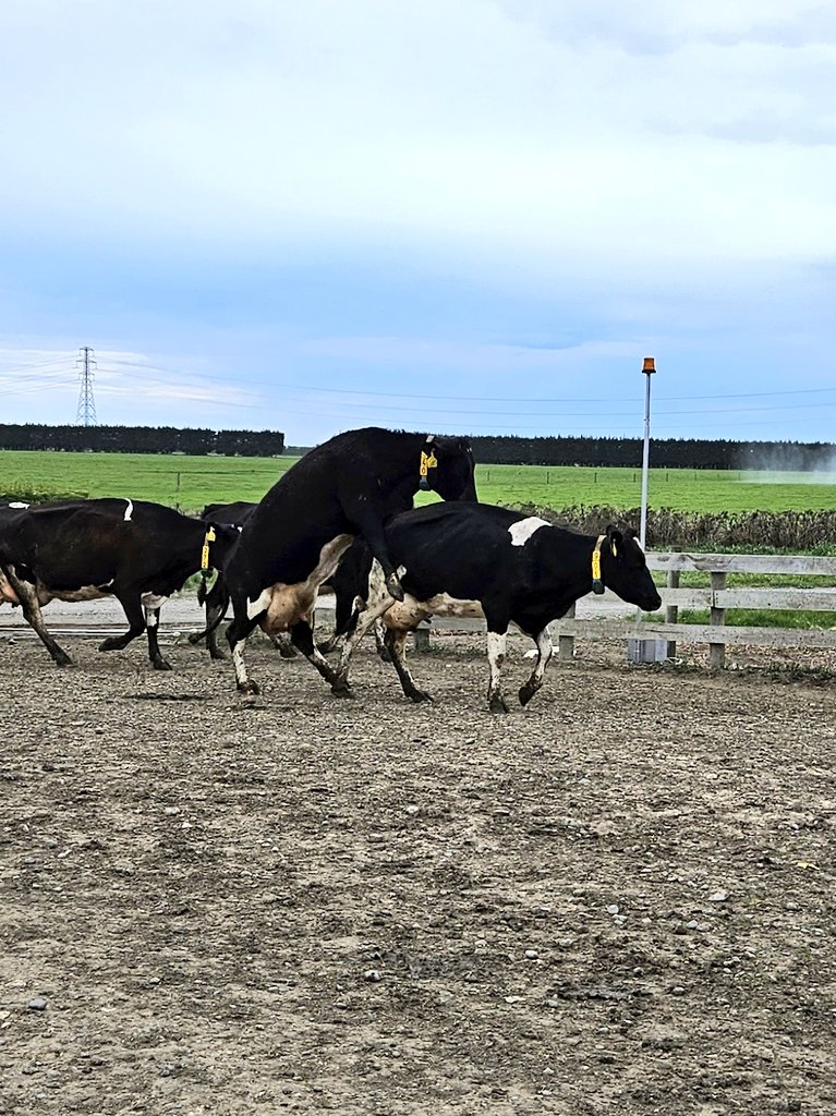 dairymanNZ's tweet photo. These two cows are good friends, and one is feeding a little tired after milking, so the other is giving it a piggyback to the paddock #FarmingWithKreg https://t.co/KCYDJJgKGL