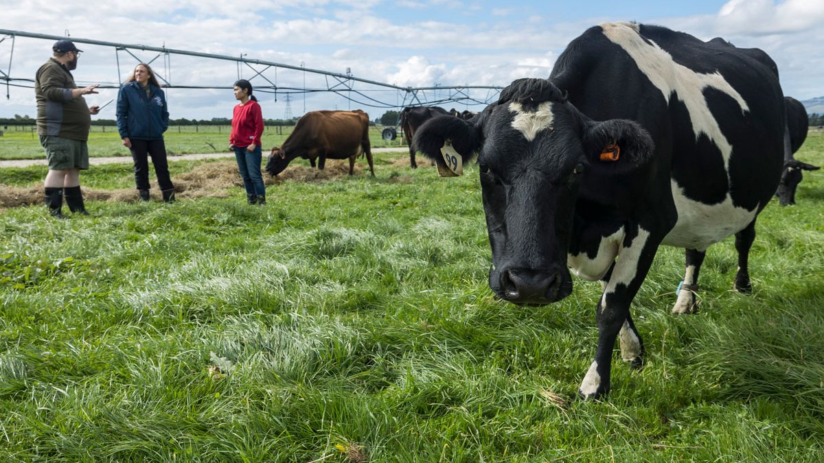 The future of sustainable dairy farming is looking brighter than ever, thanks to a new partnership between the South Island Dairying Demonstration Centre (SIDDC) and @Fonterra. Learn all about it here: lincoln.ac.nz/news-and-event…