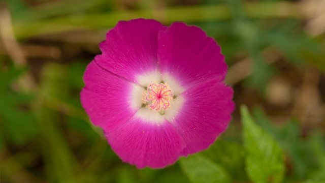 たぶん、パープル·ポピー·マロウ
花の中央の雄しべとか雌しべの所がおもしろかったので真上から。英語の名前がワインカップなのに、花の形がカップ型なのが全然わからない😄 #TLを花でいっぱいにしよう #flowers #flowerphotography

purple poppy-mallow, winecup, Callirhoe involucrata (?)