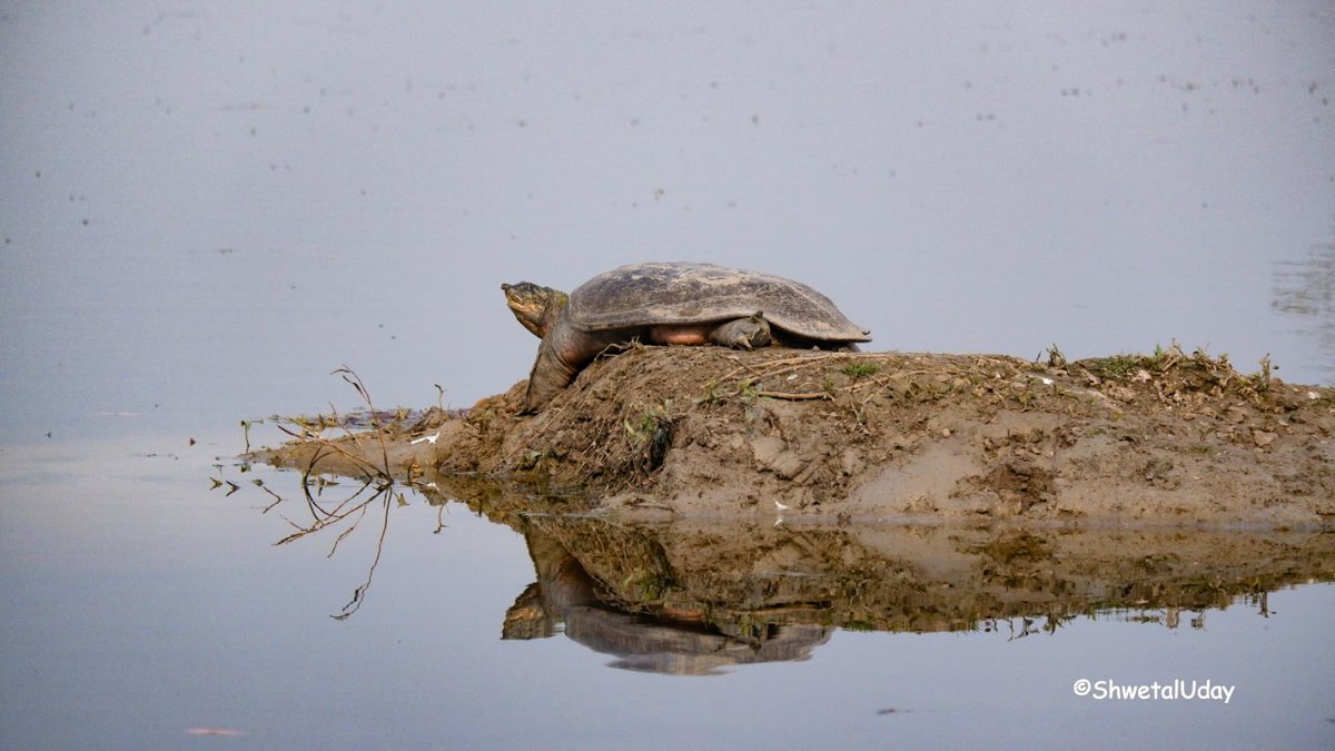Indian softshell turtle listed endangered by IUCN.
 #IndiAves #IndiWild  #wildlife #TwitterNatureCommunity #BBCWildlifePOTD #WildlifeWeek2023 #ThePhotoHour