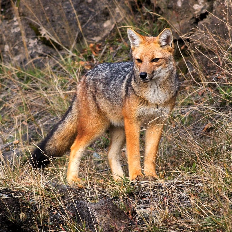 Hoy es el Día Mundial de los Animales; La ONU tiene tres objetivos de Desarrollo Sostenible en su protección: Acción por el Clima, Vida Submarina y Ecosistemas Terrestres. Como Geoparque Mundial Unesco Kütralkura, nos sumamos a esta conmemoración.