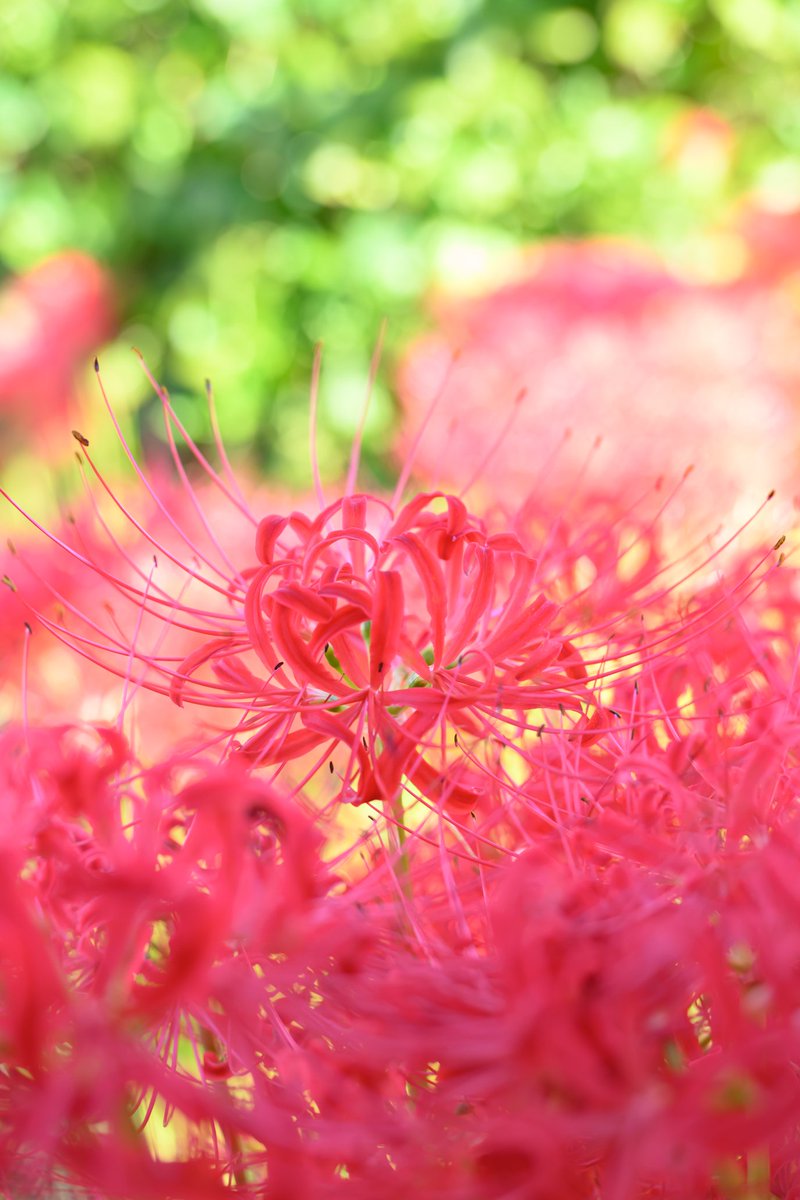 saasaansan's tweet photo. 鮮やかで綺麗
#私とニコンでみた世界
#z9
#Nikon
#彼岸花 https://t.co/uSSTF4D6XJ