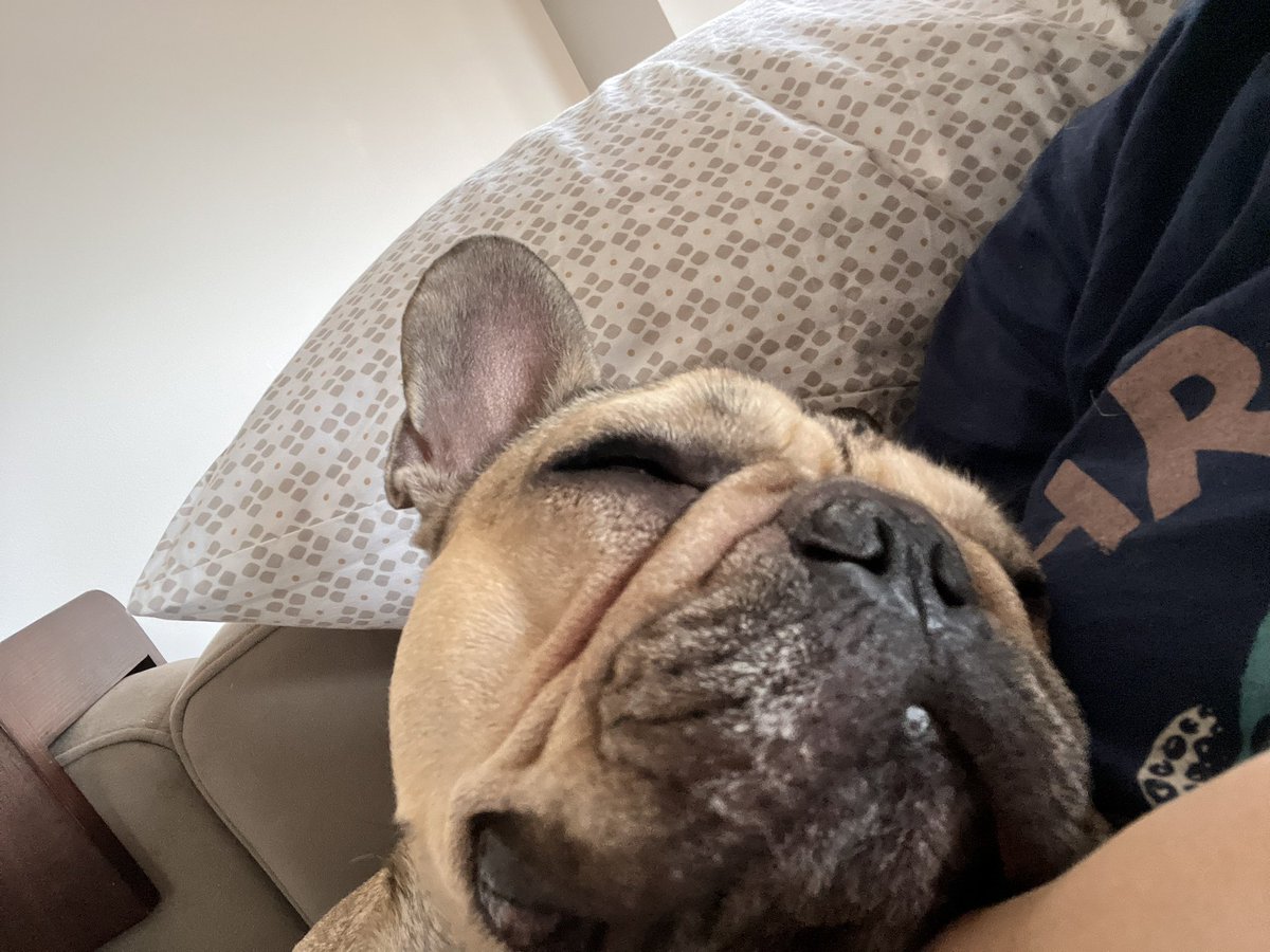 bananas_foster_'s tweet photo. Dare you to say you wouldn’t love to snuggle this smooshiest smoosh https://t.co/lw6ZD7l5LX