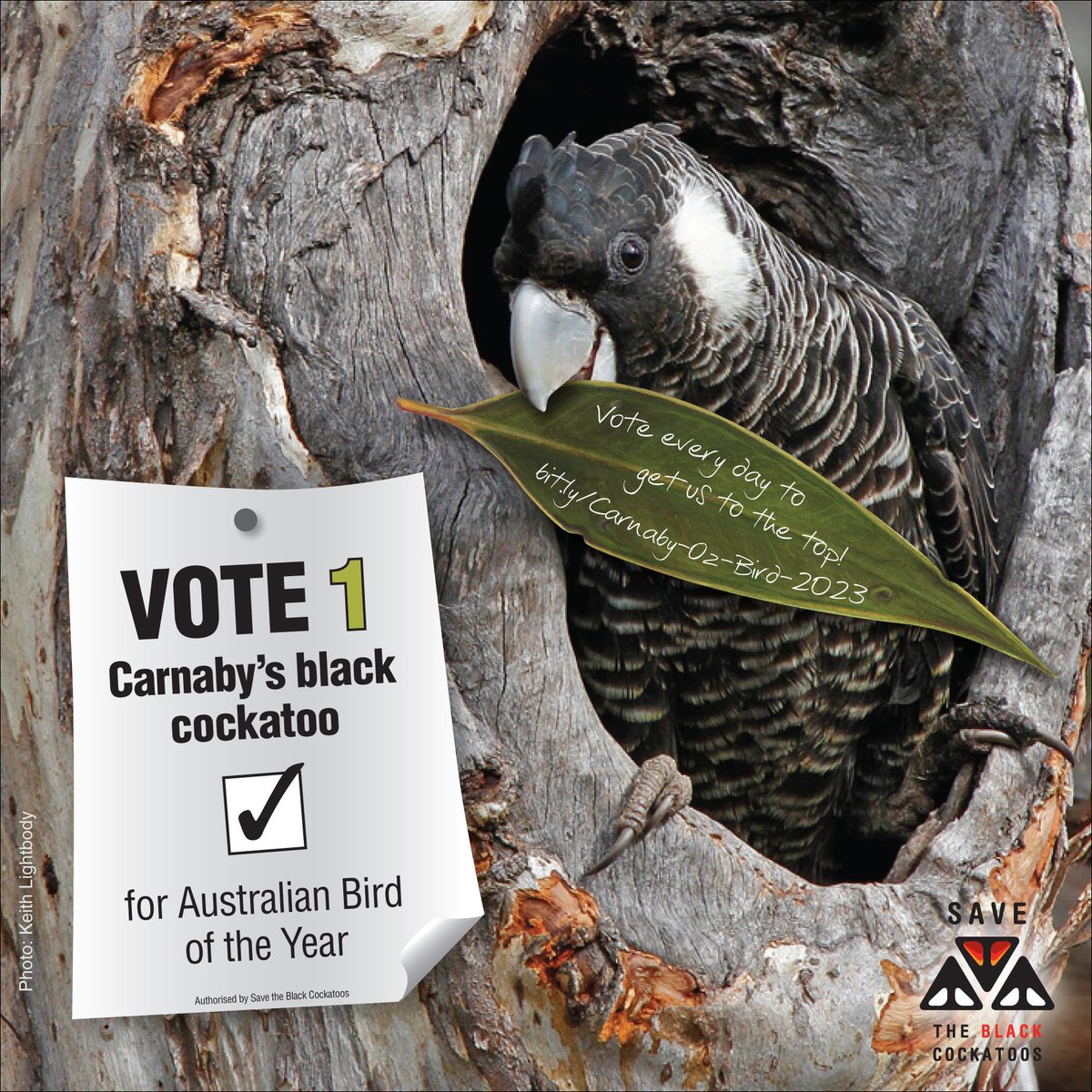 Keep the Carnaby's black cockatoo in the running as Australia's favourite bird of 2023! Great opportunity to increase awareness of the plight of WA's black cockatoos. You can vote every day: bit.ly/Carnaby-Oz-Bir… #BirdofTheYear #birds #wildoz ❤️🖤🤍