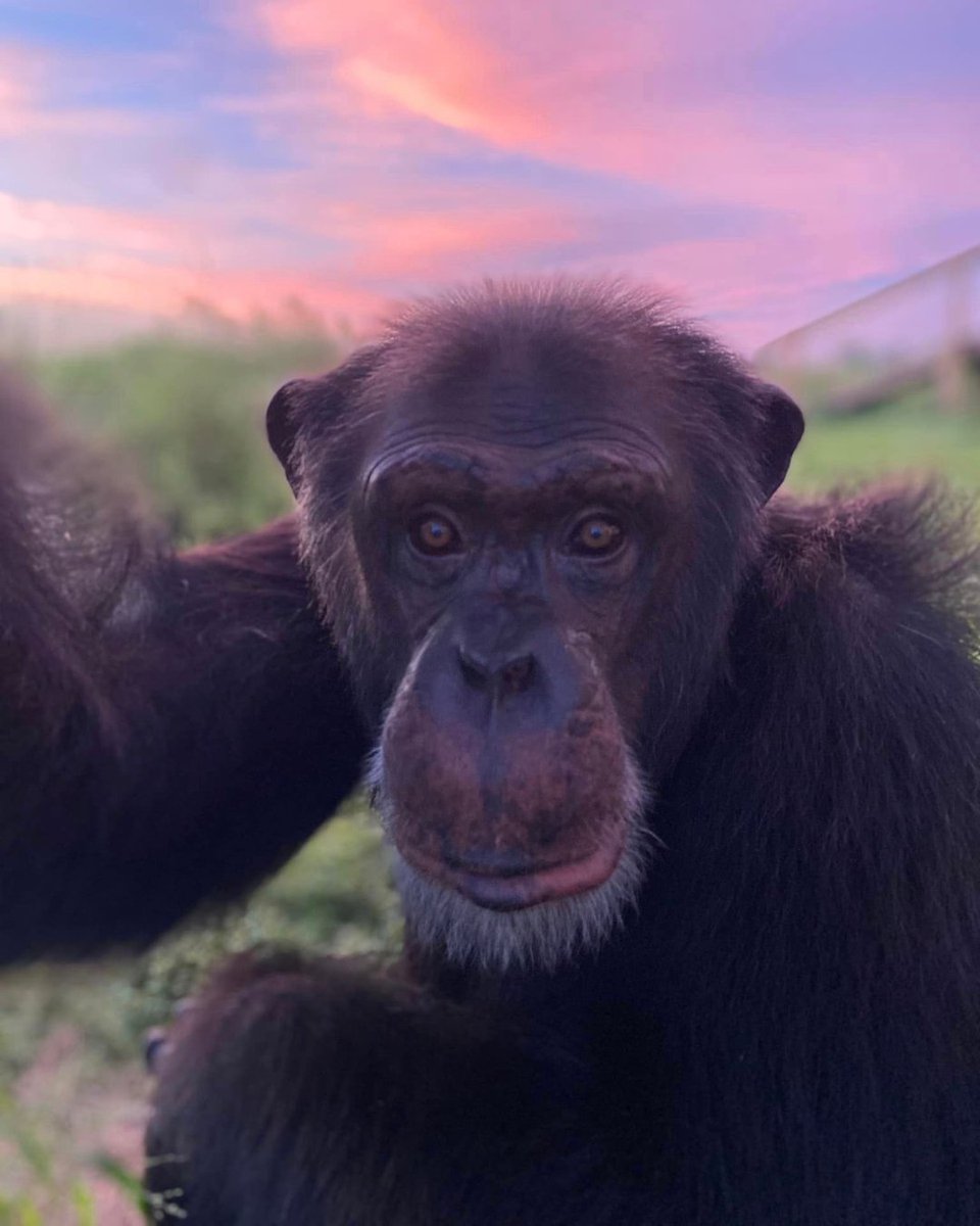 A big Save the Chimps Pant-Hoot to all who made #GivingDayforApes a success! Our donors, @ArcusGreatApes, @GFASsanctuary, @AAVS_AAVS, David Bonnett Foundation, @asiawildorg, Tangram Insurance Services, @pasaprimates, & YOU - because of YOU, we surpassed our goal, thank you!