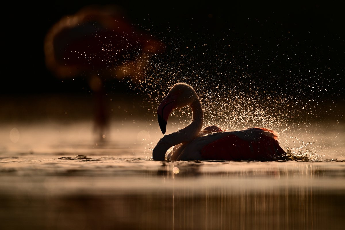 【お知らせ】ミラーレスカメラ「#Z9」用ファームウェア Ver.4.10を公開！

✅AF時の被写体検出に鳥と飛行機の検出に特化した［鳥］モードと［飛行機］モードを追加

詳細▶nikon-image.com/products/info/…