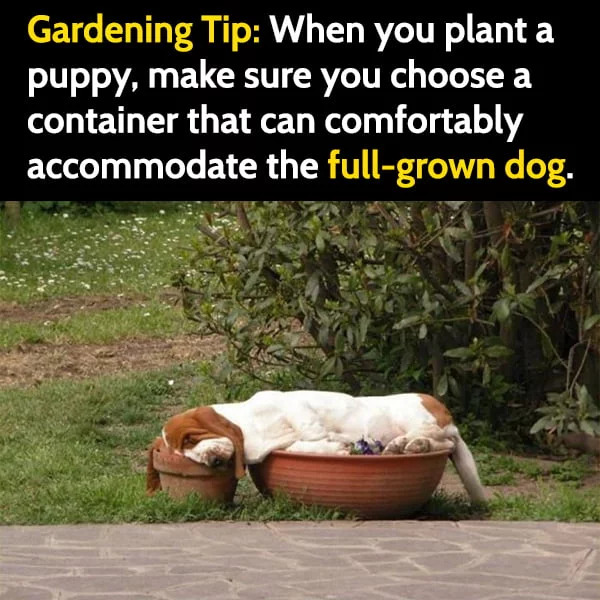 Gardening Tip 🤣🤣🤣
📸 Collected

#gardening #gardeningmeme #gardeninghumor #humor #memes #gardemmemes