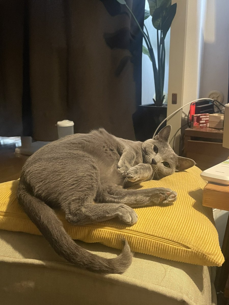 mocotancat's tweet photo. https://t.co/PR8C48KNWc