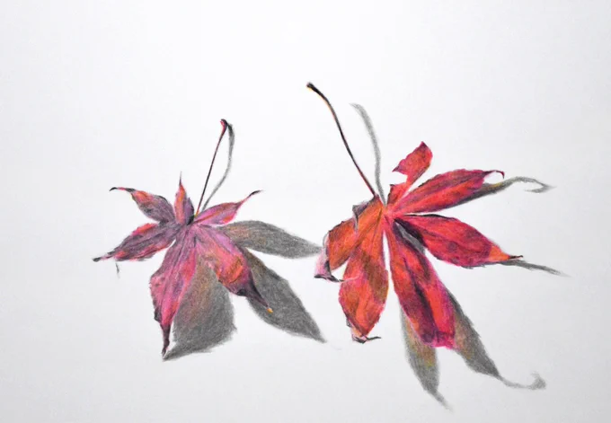 2時間くらいで描いたやつ。 絵の具がパレットで混色するのに対して色鉛筆は画面上で混色しているだけって考えればそんなに難しいことではないのかも。 #色鉛筆 #色鉛筆画  ↓メイキング全編↓ 