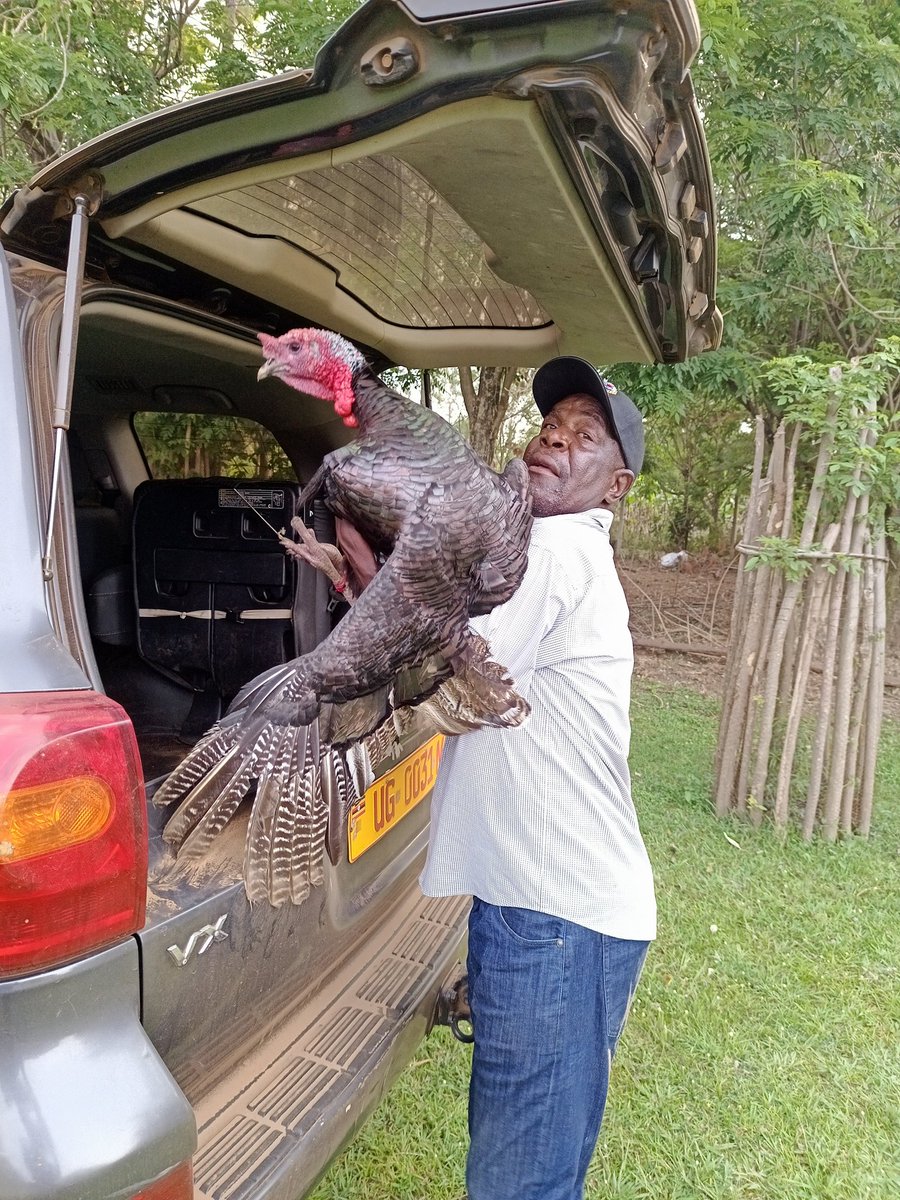 TesoProject's tweet photo. For Meat lovers, am sorry our #MeatPackers is no longer working but we have some Turkeys available when you Visit Teso.
#Teso
#VisitTeso
#Okojodreams
#TesoNarrativeProject https://t.co/FM0C4jUkEk