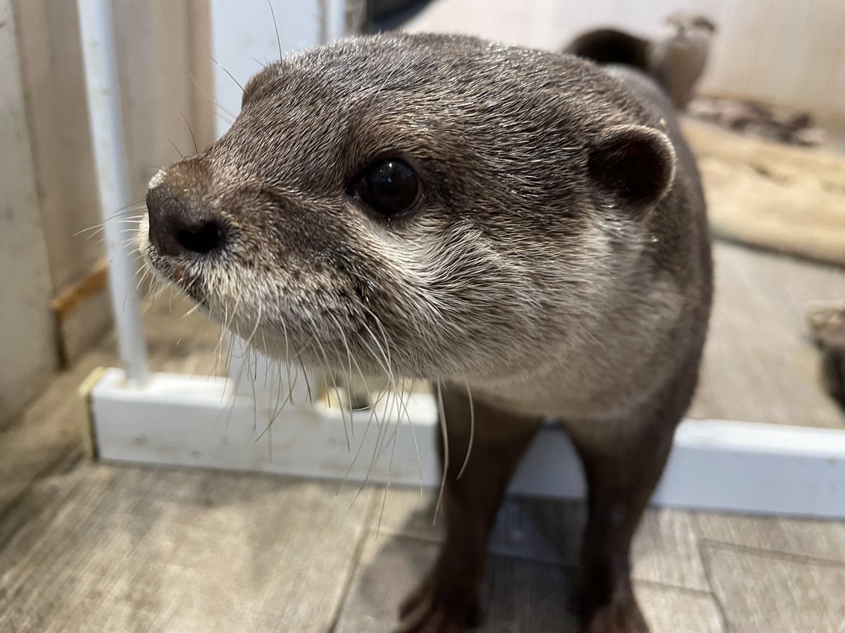 harry_terrace's tweet photo. 本日もOpen致しました！🦦🤍

また、HARRY浅草店は10月7日 Openです！こちらも皆様のご来店お待ちしております☺️

#カワウソ #カワウソカフェ #otter https://t.co/1HmyGkSUlU