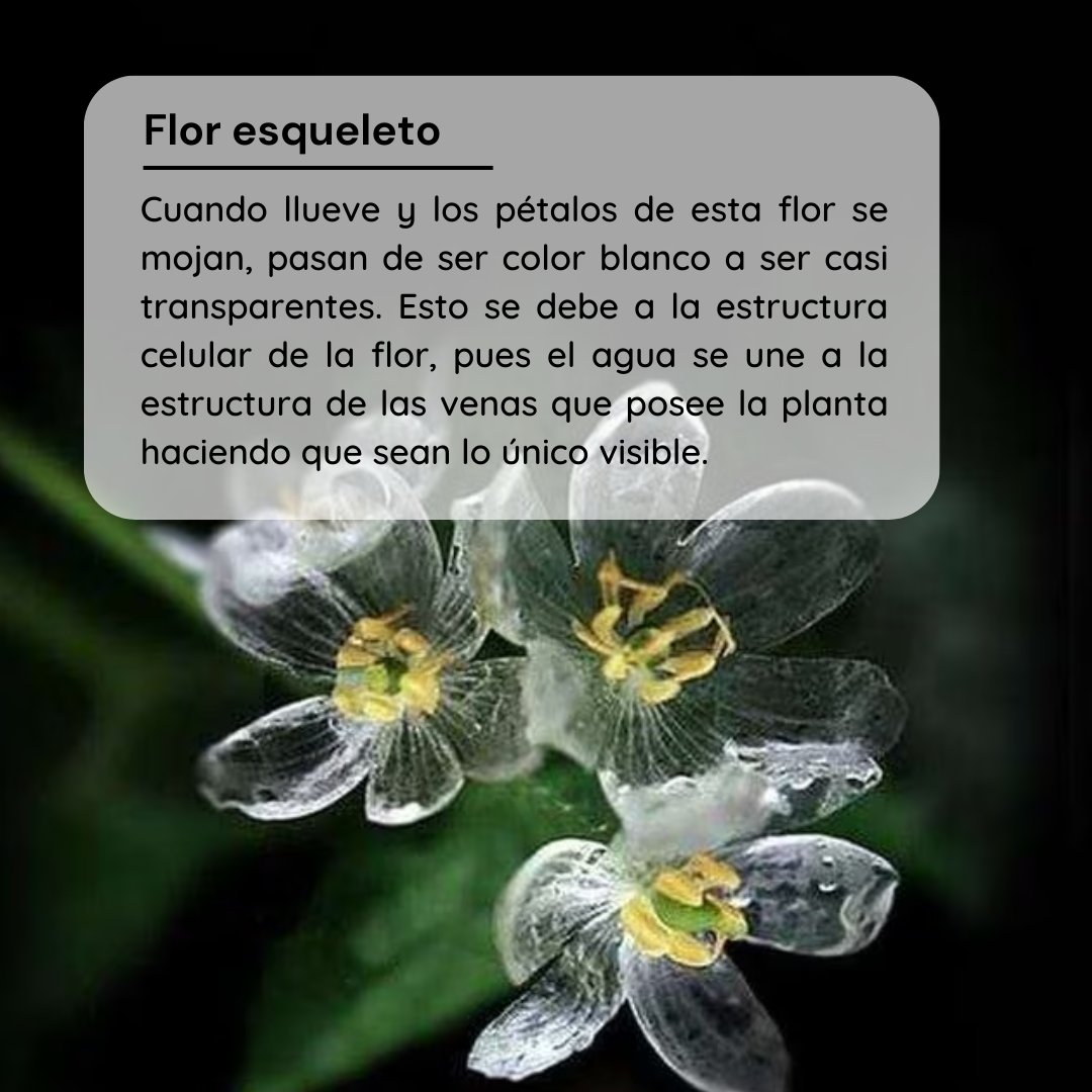 ProfASharma's tweet image. En este #MartesdePlantas hablaremos de la única flor transparente, Diphylleia grayi. Descubre en las fotografías qué fenómeno activa su transparencia.

Aprende más sobre esta increíble planta aquí: bitly.ws/VKz8

#Biotecnología #PlantScience