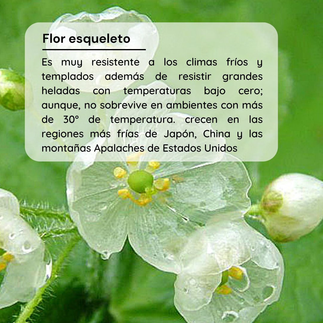 ProfASharma's tweet image. En este #MartesdePlantas hablaremos de la única flor transparente, Diphylleia grayi. Descubre en las fotografías qué fenómeno activa su transparencia.

Aprende más sobre esta increíble planta aquí: bitly.ws/VKz8

#Biotecnología #PlantScience