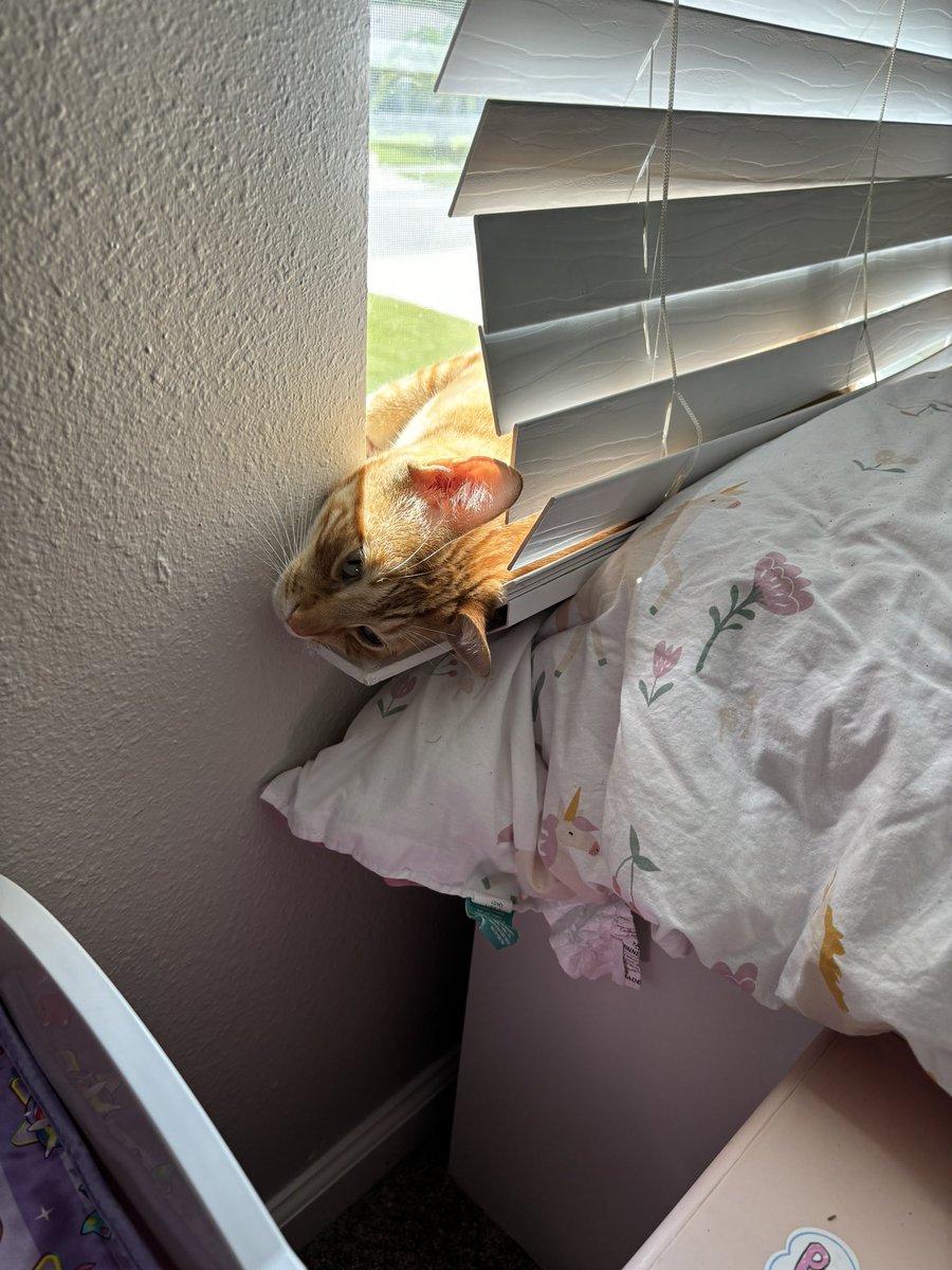 MrsChickpea's tweet photo. @TweetsOfCats https://t.co/cDcJtrphRv