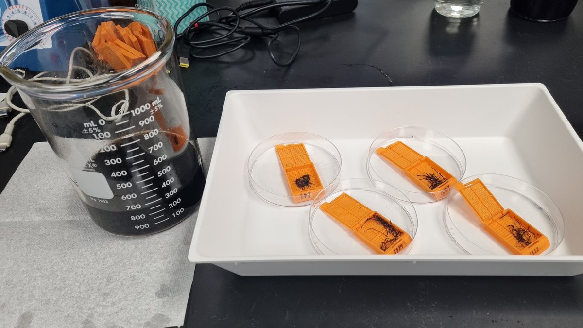 The tropics don't give up their (mycorrhizal) secrets easily...check out how dark the roots remain even after autoclaving in 10% NaOH for 1/2 hr!