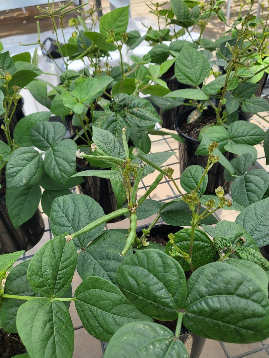F4 mungbean x wild mungbeans - pods #mungbean