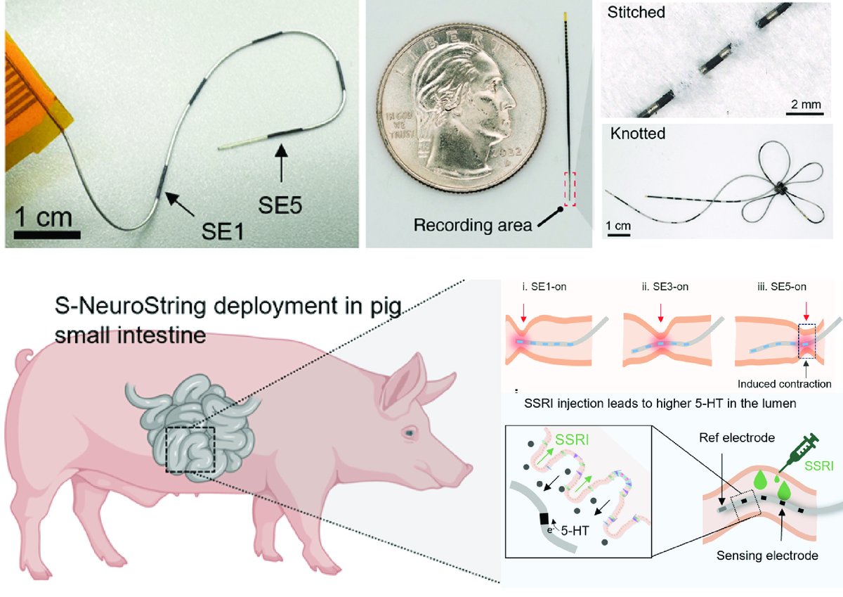 Soft and Thin Bioelectronic Fibers about the size of a human hair may soon enable physicians to read chemical and electrical signals from the gut and the brain minimally invasively. Preprint in collaboration with <a href="/Muhamma51787523/">Muhammad Khatib</a>, <a href="/zhenanbao/">Zhenan Bao</a> + many more (shorturl.at/esty1)
