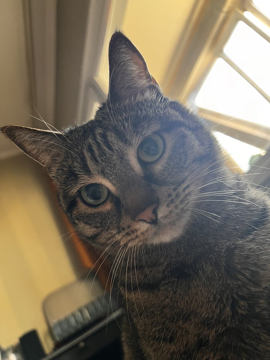 кошкобать tweet media