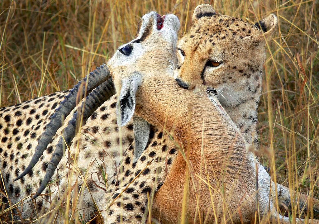 machokodo_tours's tweet photo. 🐆 Are you a wildlife enthusiast? Book Your Spot on our predator hunting safari and experience the wild side of Tanzania. Send DM or Email on safari@machokodo.com
#WildlifeSafari
#BookToday
#PredatorSafari
#PredatorHunt
#predator
#predatorrace
#predatormania
#predatorspeed https://t.co/nhe0A8p1Zf