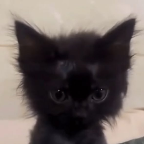 taesan as cats 🐈‍⬛ (@taesancats) on Twitter photo 