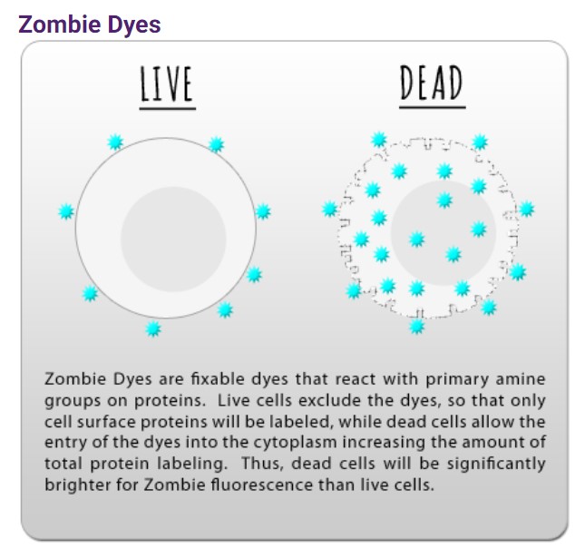 細胞生死判定用試薬Zombie Dyesに新色が追加されました。
Zombie B550、YG581、R685、R718の4種類！

詳細はこちら
biolegend.com/ja-jp/live-dea…
#Revvity