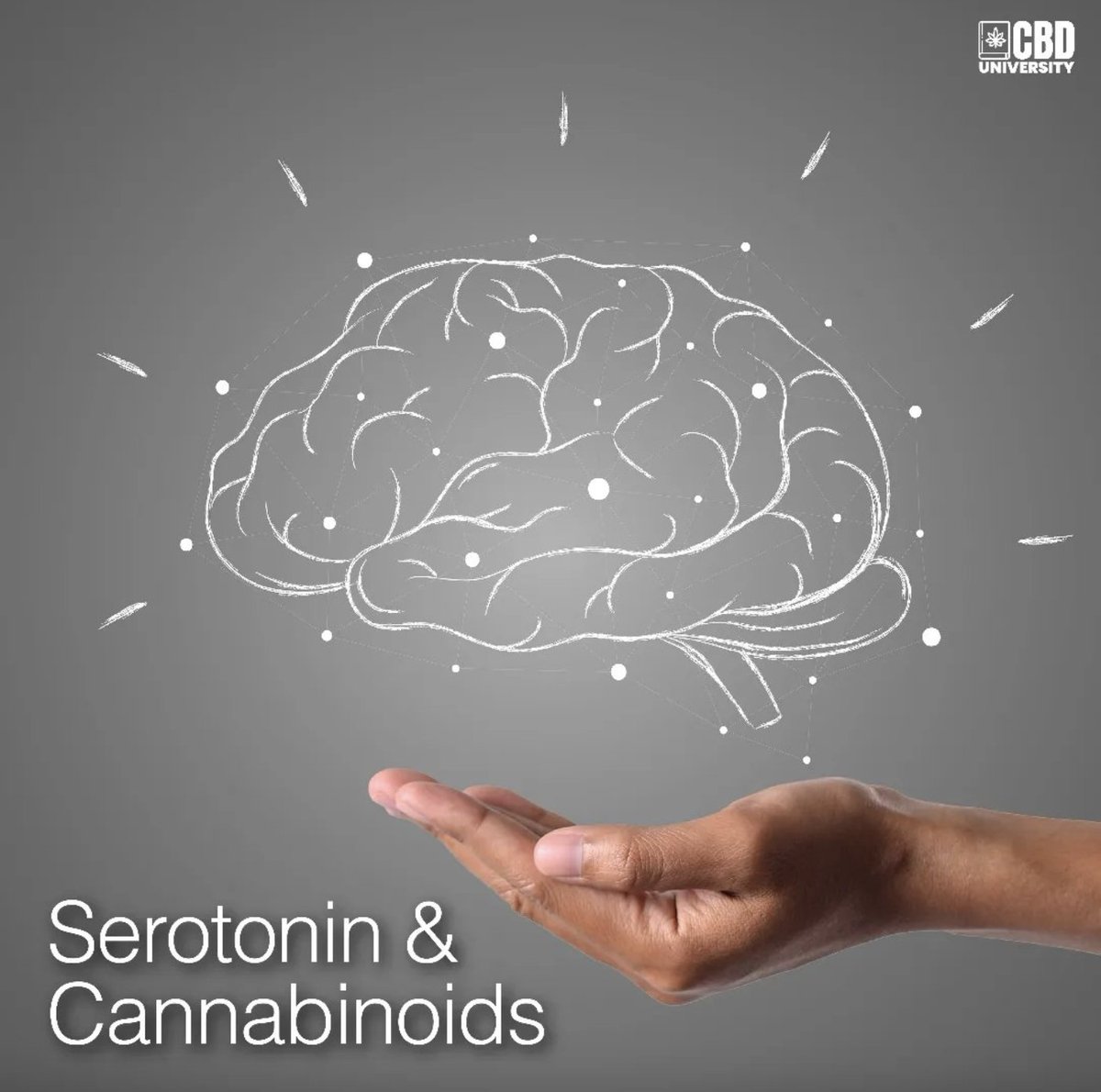 wellness360Carm's tweet photo. Did you know serotonin receptors in our brain respond to cannabinoids influencing our mood? Dive deeper into our course to find out more at CBD University https://t.co/SFnQrTnbhf #CBDU #cannabinoids #CBDTruths #hemp https://t.co/Pq4HKDziF9