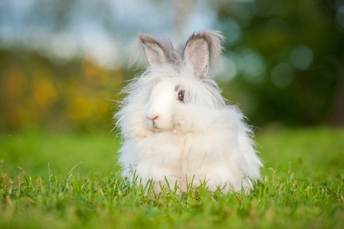 marvel_nature's tweet image. #facttime🧐ANGORA RABBIT ❤
Angoras are usually bred for their long, soft wool, but they make great pets as well.