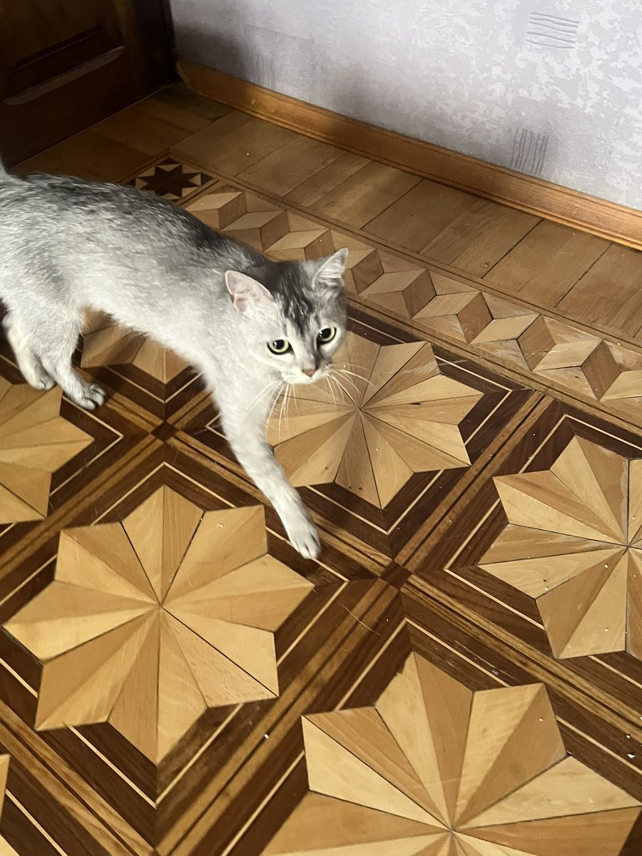 bvushen's tweet photo. Kimsə pişik itirməyib? 🥺🥺🥺
Yaşadığım ərazidə cins, ev pişiyi tapmışam, evdən qaçdığı bəllidir, tər təmiz və normal çəkidədir. Sahibini tapmağa kömək edin( evdə öz pişiyim olduğu üçün onu çox saxlaya bilməyəcəm 🥲
Onu digər küçə pişiklərinin əlindən xilas etmişəm, ac və qorxub https://t.co/K6O3Owx4Ia