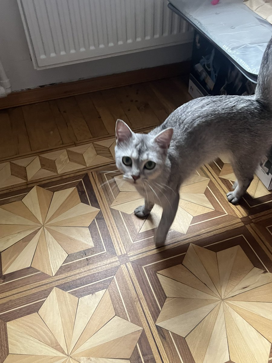 bvushen's tweet photo. Kimsə pişik itirməyib? 🥺🥺🥺
Yaşadığım ərazidə cins, ev pişiyi tapmışam, evdən qaçdığı bəllidir, tər təmiz və normal çəkidədir. Sahibini tapmağa kömək edin( evdə öz pişiyim olduğu üçün onu çox saxlaya bilməyəcəm 🥲
Onu digər küçə pişiklərinin əlindən xilas etmişəm, ac və qorxub https://t.co/K6O3Owx4Ia