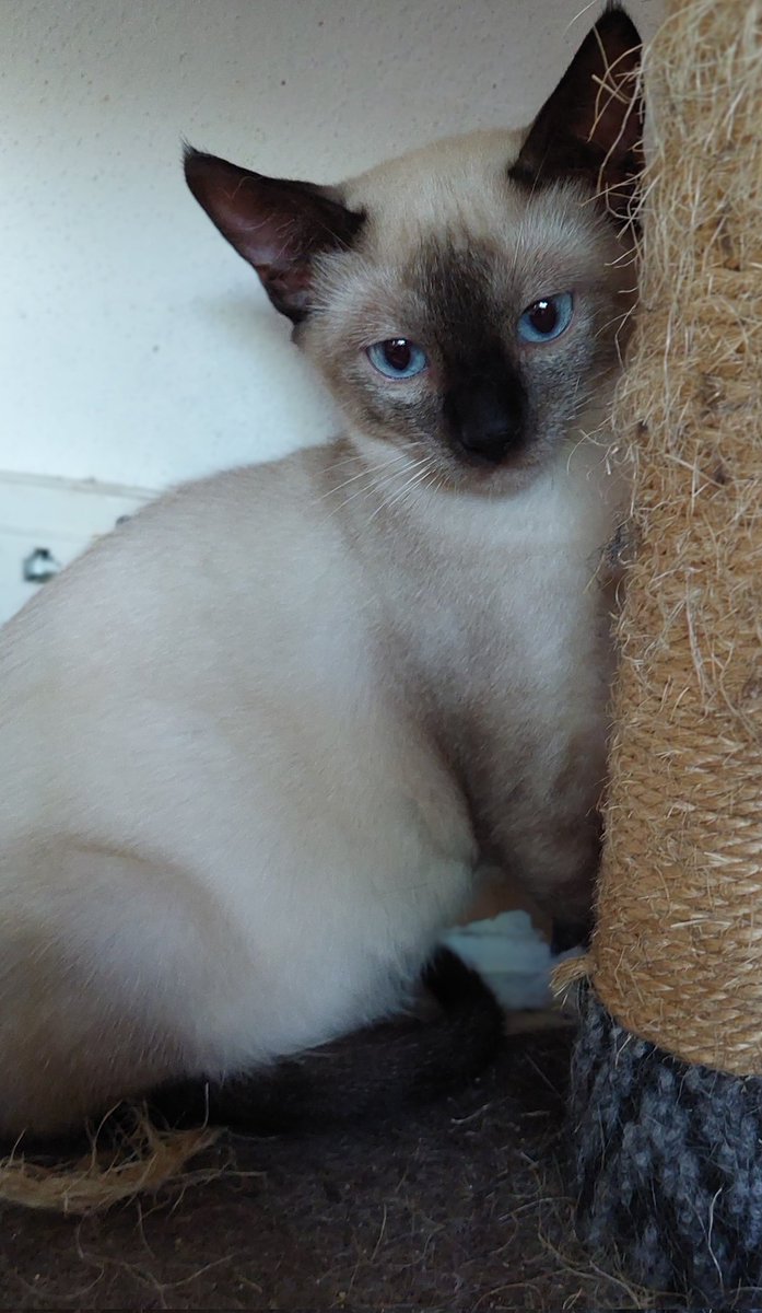 Pero cómo es de bonito nuestro Shanghái!!!

Este cachorro llegó a nosotras todo huesos, tan pequeño, tan asustado.

Poco a poco va recuperando la confianza, está gordito y achuchable ❤️

Buscamos hogar para él, te animas?

#Valencia Silvia 635 12 78 55

#AdoptaNoCompres #gatito