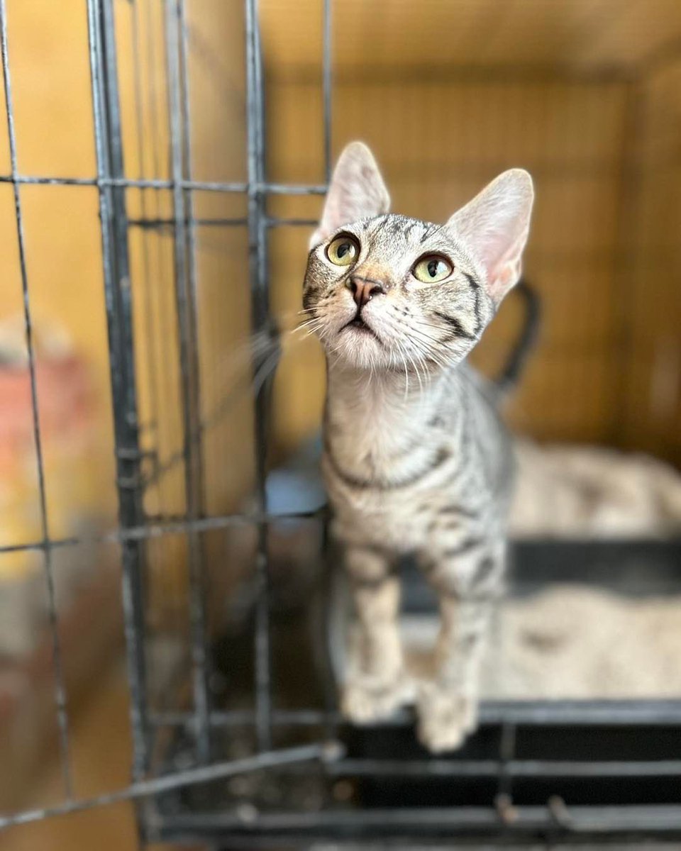 Río fue recogido pequeño y desnutrido 😪 cuando lo recuperaron pensé que iba a encontrarle familia pero no no es así 😪 no se que pasa este año pero nadie pregunta por ningún gato pardo 😞 El es mega bueno y cariñoso 🤗 hasta demasiado 😅 ( nacido 25/4/23) valencia 617575548