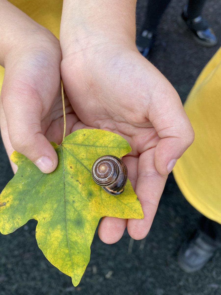 Mrs Pandit (@pandit_mrs) on Twitter photo Continuing the theme of swirls in our art lessons ๐จthis week in Year 1, this child was so eager to come and show me this beautiful snail ๐ <a href="/MissDunworthLHS/">Miss Dunworth</a> <a href="/HeadLHS/">Head@LauranceHaines</a> <a href="/MrsGossLHS/">Mrs Goss</a> <a href="/LHS_Watford/">Laurance Haines School</a> Continuing the theme of swirls in our art lessons ๐จthis week in Year 1, this child was so eager to come and show me this beautiful snail ๐ <a href="/MissDunworthLHS/">Miss Dunworth</a> <a href="/HeadLHS/">Head@LauranceHaines</a> <a href="/MrsGossLHS/">Mrs Goss</a> <a href="/LHS_Watford/">Laurance Haines School</a>