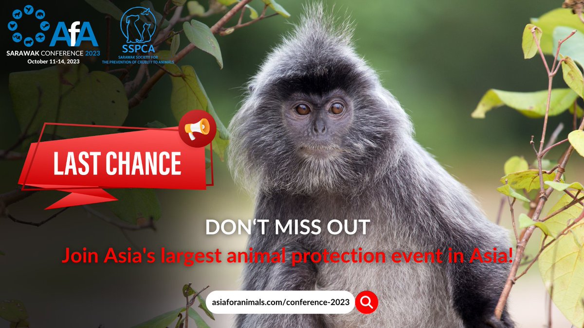 ONE WEEK ONLY before the launch of #AfA2023 #Conference in #Kuching, #Borneo! Don't miss out on the largest #animalprotection event in Asia, hosted by Sarawak SPCA. To learn more about the speakers, the programme, and to book your tickets, visit asiaforanimals.com/conference-2023