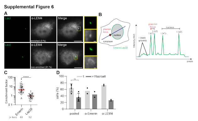 What's the fate of plasmid DNA after #transfection? Laura Schenkel &amp; coll. (<a href="/ETH/">ETH Zürich</a>) show #plasmid DNA is segregated in comps., termed #exclusomes, which are distinct from nucleus &amp; allow mammalian cells to dist. between self- &amp; extra-chromosomal material. molbiolcell.org/doi/10.1091/mb…