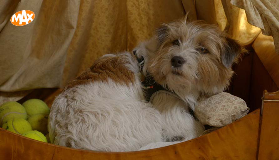 v_onschatbare_w's tweet photo. Fijne dierendag, ook van Tootje! 🐶 https://t.co/uv5df2s0kH