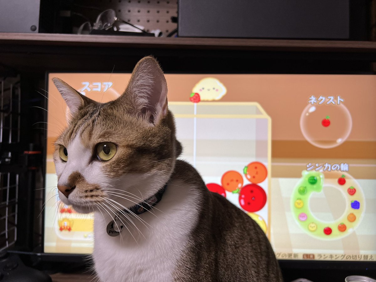 Potechi_Roro's tweet photo. うちのスイカゲームは難易度高い_(┐「ε:)_
 #猫好きさんと繫がりたい https://t.co/eL3T8aFVwb
