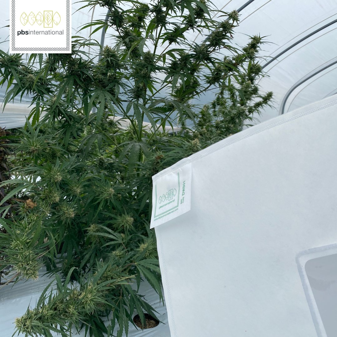 PBS International (@pbsint) on Twitter photo Are you an expert in Cannabis breeding? ๐ฑ
When it comes to making choices, experts know to think long-term instead of getting lured by short-term savings. Wise breeders understand the value of quality, and that's why our high-quality pollination bags are the perfect choice. ๐ฑ Are you an expert in Cannabis breeding? ๐ฑ
When it comes to making choices, experts know to think long-term instead of getting lured by short-term savings. Wise breeders understand the value of quality, and that's why our high-quality pollination bags are the perfect choice. ๐ฑ