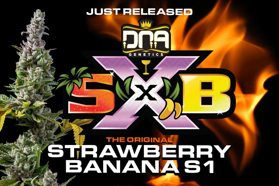 Any orders of Strawberry Banana S1 at dnagenetics.shop will be doubled. If you order 25 seeds, you will receive 50. Ends 9am 4th October (today).