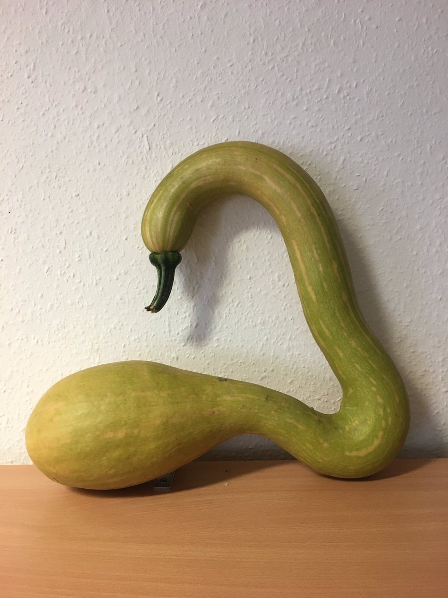 pollyontheplot's tweet photo. When nature plays with your head!Can’t bring myself to cut into this swan shaped winter squash. I’m not even vegetarian! https://t.co/NIGMLFT2hN